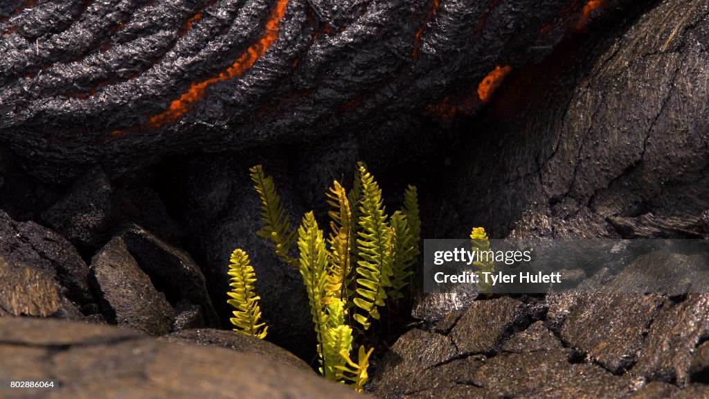 Lava approaches innocent fern