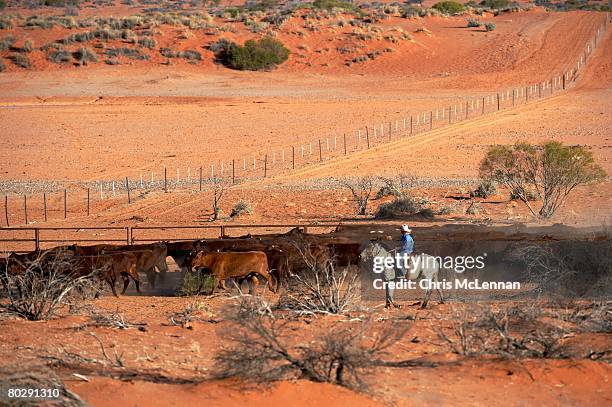 Mustering Jacket Cattle Mustering Australia Photos and Premium High Res Pictures - Getty ...