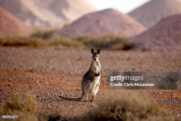 kangaroo in opal mining area in coober pedy in the south australian outback. - coober pedy stock pictures, royalty-free photos & images