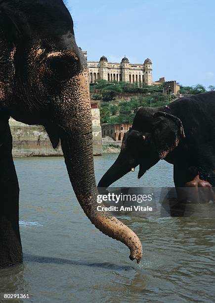 asian elephants bathing in river with red fort in background. jaipur, india,  - ゾウの鼻 ストックフォトと画像