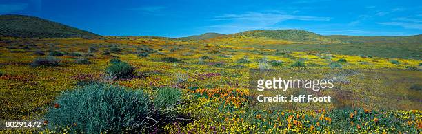 field full of california poppy, owl's clover, goldfields, cream cup and brittlebush. antelope valley poppy reserve, mojave, california. - antelope valley poppy reserve stock pictures, royalty-free photos & images