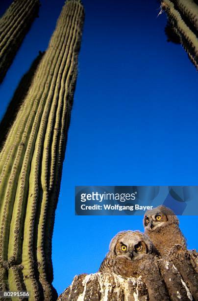low angle view of two brown owls sitting next to green cactus plants, brilliant blue sky overhead. - overhead desert stockfoto's en -beelden