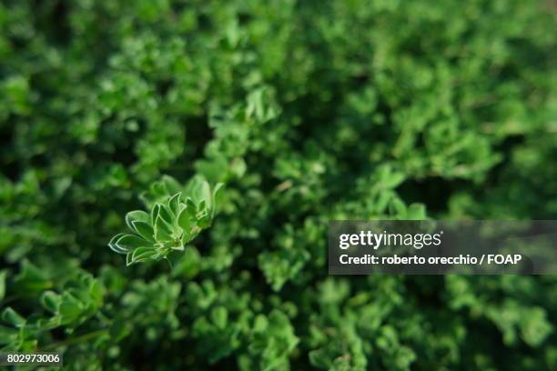 macro shot of green leaf - orecchio bildbanksfoton och bilder