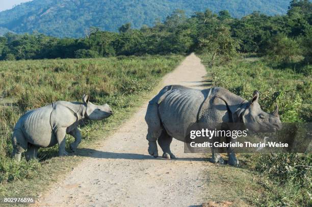indian rhinoceros - kaziranga national park stock-fotos und bilder