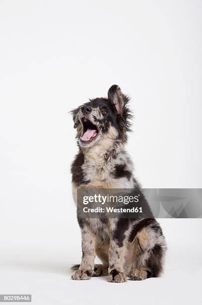 dog sitting in studio yawning, portrait - animal tongue stock pictures, royalty-free photos & images
