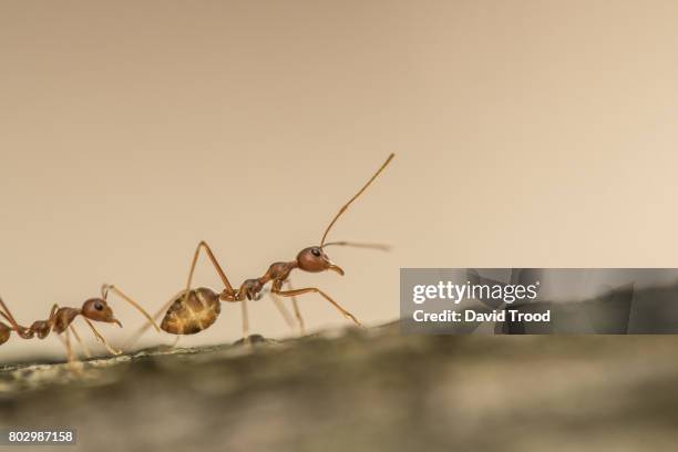 ant on a tree - animal antenna stock pictures, royalty-free photos & images