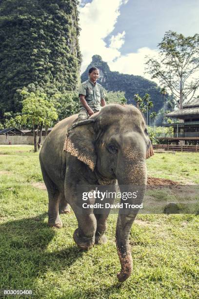 Guy Riding Elephant Man Riding Elephant Photos and Premium High Res Pictures - Getty Images