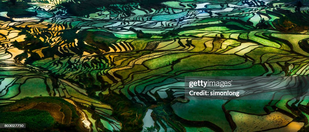 Rice terrace at Yuanyang. China