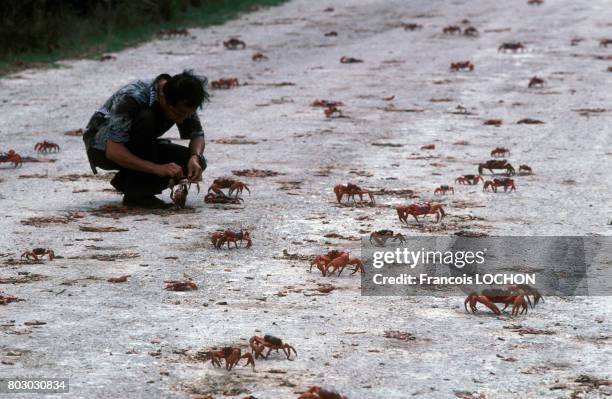 Invasion des crabes à Christmas Island en Australie.
