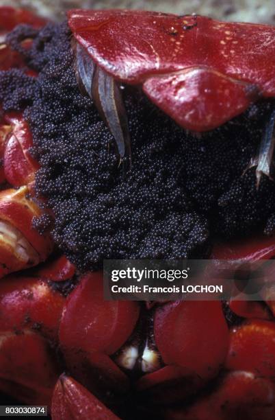 Chaque année, les crabes rouges inoffensifs envahissent Christmas Island pour leur reproduction; ici la laitance vue en gros plan le 7 janvier 1992 à...