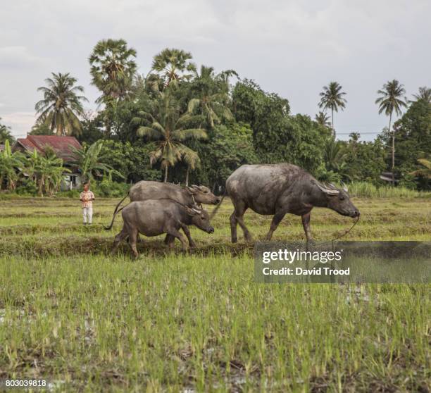 boy herding water buffalo near krabi, thailand - wasserbüffel stock-fotos und bilder