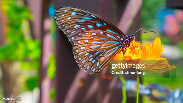 butterfly stops on top of a yellow flower - pudu stock pictures, royalty-free photos & images