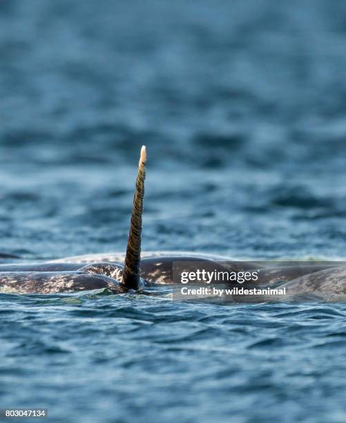 pod of narwhals feeding on the surface with one male showing off it's tusk, baffin island, canada. this close view of the narwhal tusk shows the left handed spiral helix of the narwhal tusk. - narwal stockfoto's en -beelden