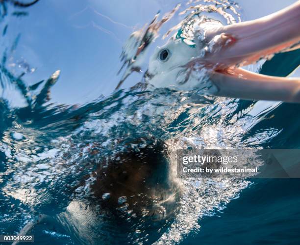 extremely close view of a brown headed albatross as it sticks it's beak underwater, new zealand. - diomedea epomophora stock pictures, royalty-free photos & images
