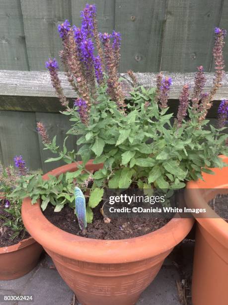 salvia - perennial stock pictures, royalty-free photos & images