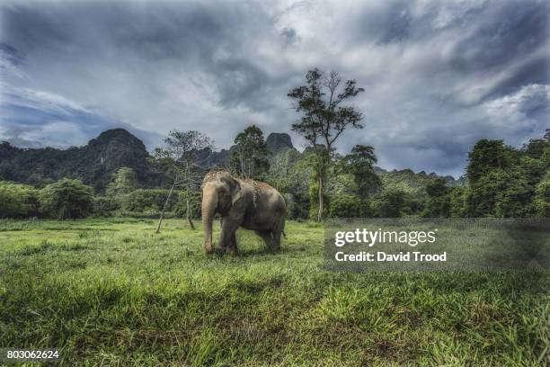 wild elephant at khao sok national park - asiatischer elefant stock-fotos und bilder