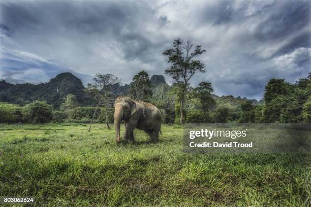 wild elephant at khao sok national park - kao sok national park imagens e fotografias de stock