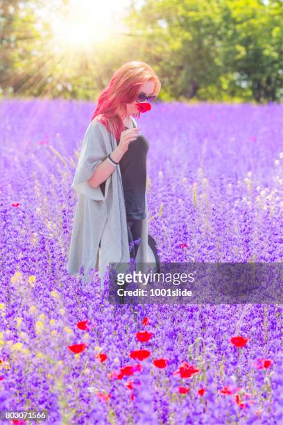 freedom at lavender field - long stem flowers stock pictures, royalty-free photos & images