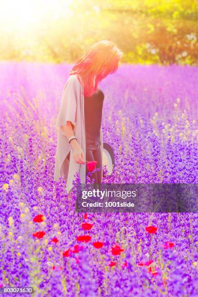 freedom at lavender field - long stem flowers stock pictures, royalty-free photos & images