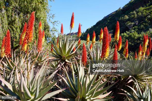 aloe vera plant in jardín botánico viera y clavijo, dragonal alto in gran canaria. canary islands, spain. - jardín stockfoto's en -beelden