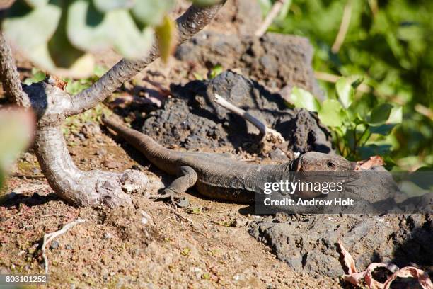 lizard sitting on a rock in jardín botánico viera y clavijo, dragonal alto in gran canaria. canary islands, spain. - jardín stockfoto's en -beelden