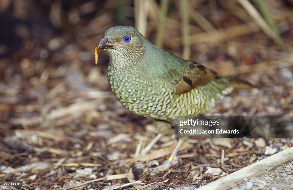 Healesville Sanctuary, Victoria, Australia.