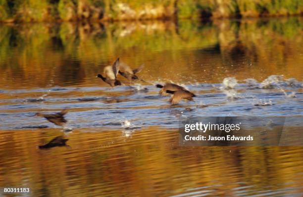 Coorong National Park South Australia, Foto de stock