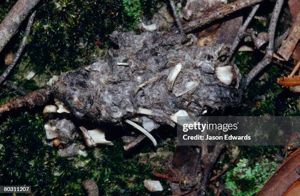 bunyip state park, victoria, australia. - australian masked owl stock pictures, royalty-free photos & images