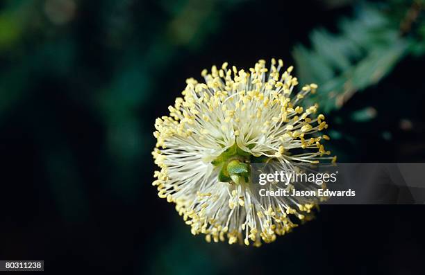 Bunyip Tree Bunyip State Park Photos and Premium High Res Pictures - Getty Images