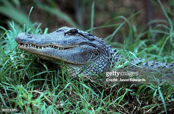 perth zoo, western australia, australia. - warmteregulatie stockfoto's en -beelden