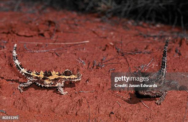 unnamed conservation park, south australia. - diabo espinhoso imagens e fotografias de stock