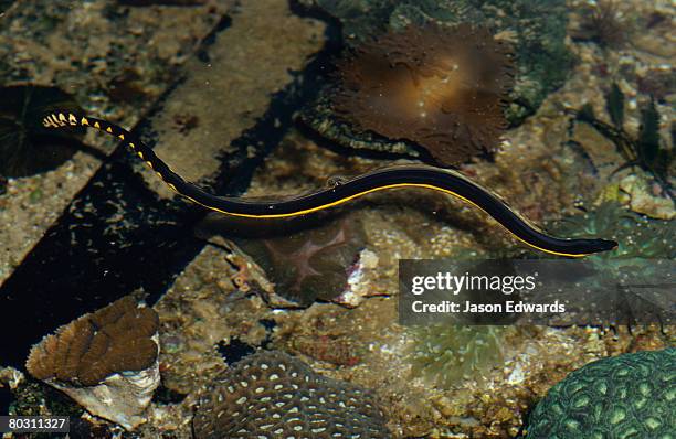 melbourne aquarium, victoria, australia. - pelamis platurus stock pictures, royalty-free photos & images