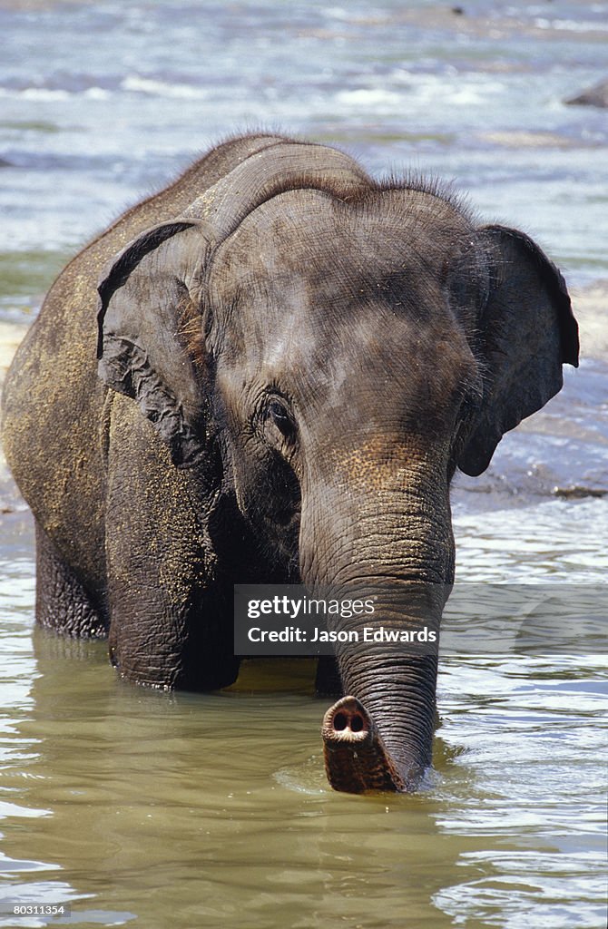 Pinnawela, Sri Lanka.