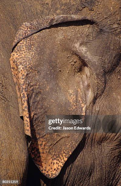 udawalawe national park, sri lanka. - warmteregulatie stockfoto's en -beelden