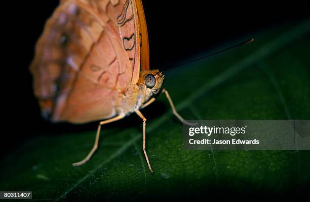 melbourne zoo, victoria, australia. - cruiser butterfly stock pictures, royalty-free photos & images