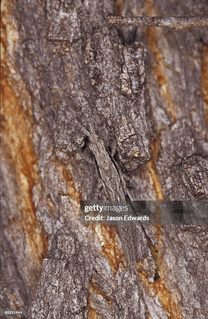 Epping National Park, Scientific, Queensland, Australia.