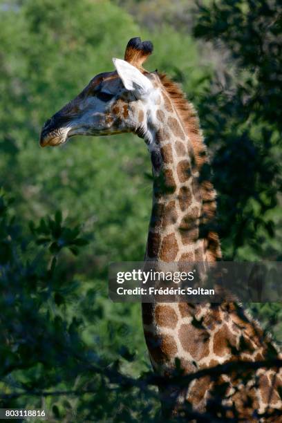 Kruger National Park Giraffe on April 16, 2017 in South Africa.