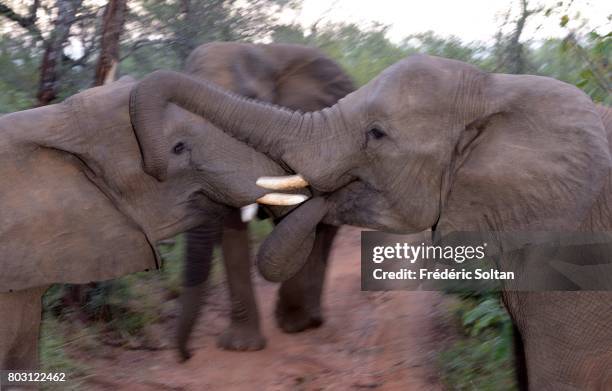 Kruger National Park African Elephant on April 16, 2017 in South Africa.