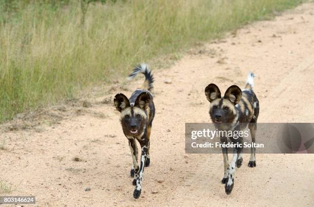 African wild dog , Kruger National Park on April 16, 2017 in South Africa.