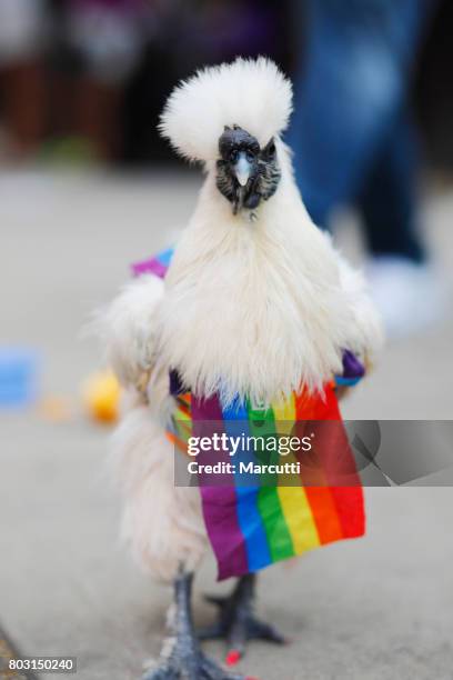 white hen on gay pride parade, new york, june 2017 - new york city pride 2017 pridefest stock-fotos und bilder