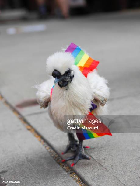 white hen on gay pride parade, new york, june 2017 - new york city pride 2017 pridefest stock-fotos und bilder