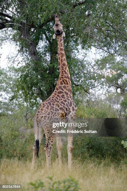 Kruger National Park Giraffe on April 16, 2017 in South Africa.