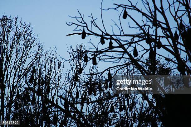 Grey-Headed Flying Foxes sleep in their roosts at the Royal Botanic Gardens March 20, 2008 in Sydney, Australia. Flying Foxes, or fruit bats, have...