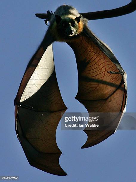 Grey-Headed Flying Fox hangs from it's roost at the Royal Botanic Gardens March 20, 2008 in Sydney, Australia. Flying Foxes, or fruit bats, have...