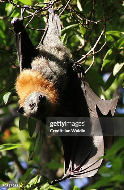 Grey-Headed Flying Fox hangs from it's roost at the Royal Botanic Gardens March 20, 2008 in Sydney, Australia. Flying Foxes, or fruit bats, have...