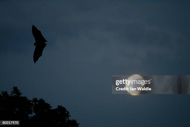 Grey-Headed Flying Fox flies past a rising full-moon at the Royal Botanic Gardens March 20, 2008 in Sydney, Australia. Flying Foxes, or fruit bats,...