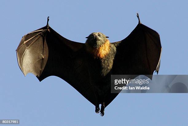 Grey-Headed Flying Fox flies through the air at the Royal Botanic Gardens March 20, 2008 in Sydney, Australia. Flying Foxes, or fruit bats, have...