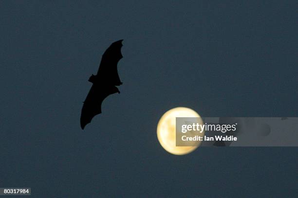 Grey-Headed Flying Fox flies past a rising full-moon at the Royal Botanic Gardens March 20, 2008 in Sydney, Australia. Flying Foxes, or fruit bats,...