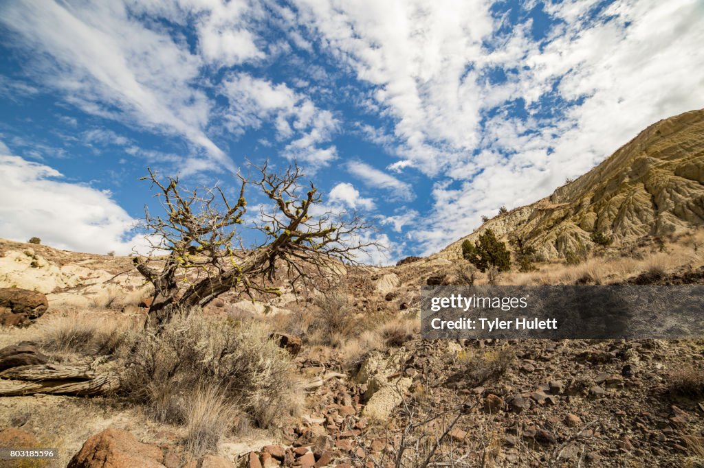 Badlands formations juniper snag and sagebrush under a desert sky