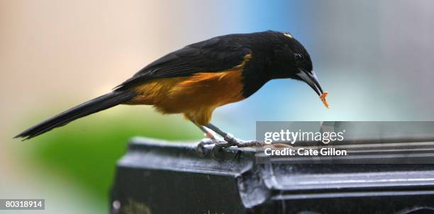 Montserrat Oriole bird feeding on maggots on March 20, 2008 in London, England. The species of the Montserrat Oriole bird is critically endangered is...